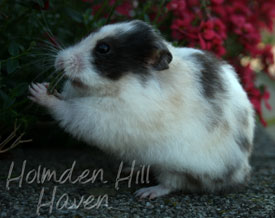 Wisconsin Treasure- Black Tortoiseshell and White (Dominant Spot) Longhaired